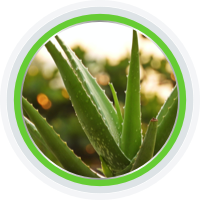 daun lidah buaya Zambuk